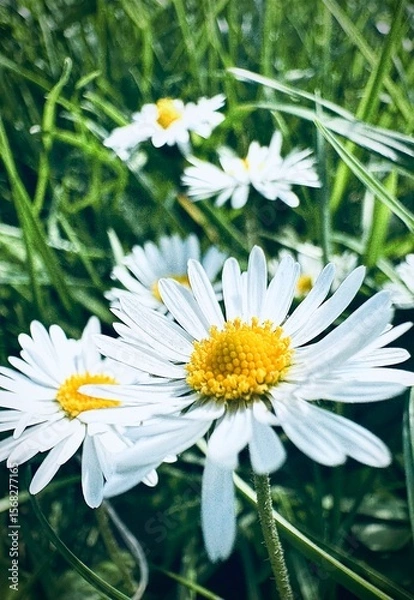 Fototapeta stokrotki