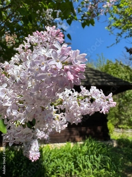 Fototapeta Lilak, bez