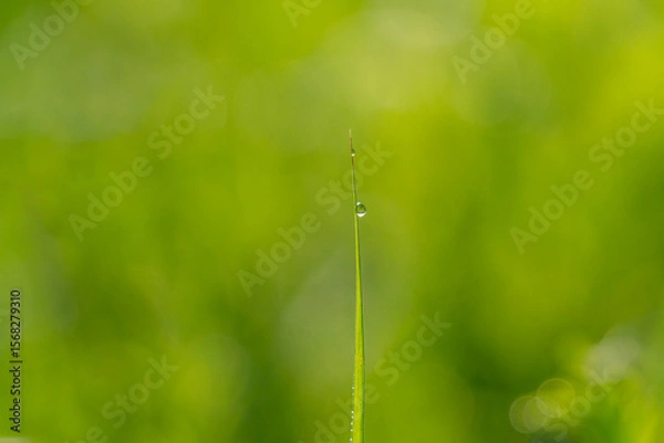 Fototapeta Dew Drops on a blade of grass