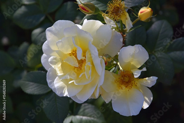 Obraz White and yellow flowers