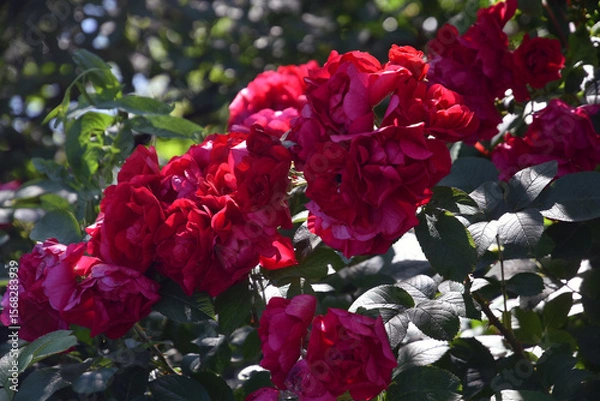 Obraz Red rose bush