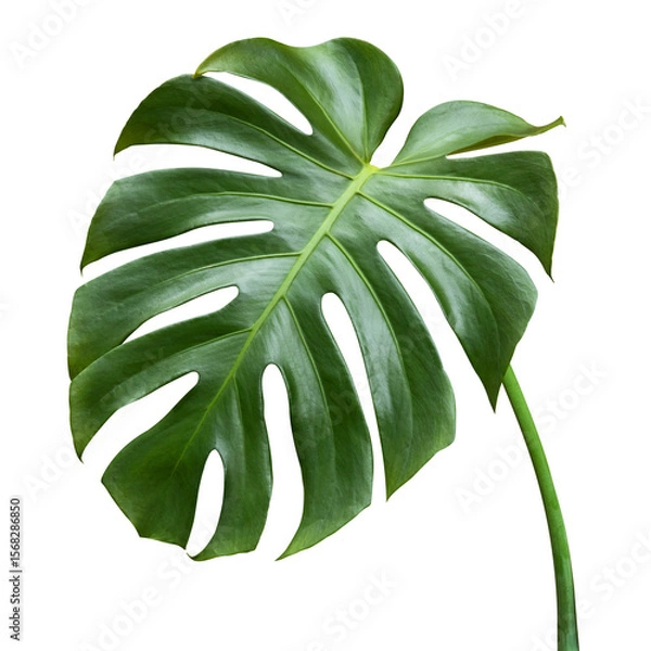 Fototapeta Tropical leaves monstera isolated on white background. Green monstera leaf. Object with clipping path