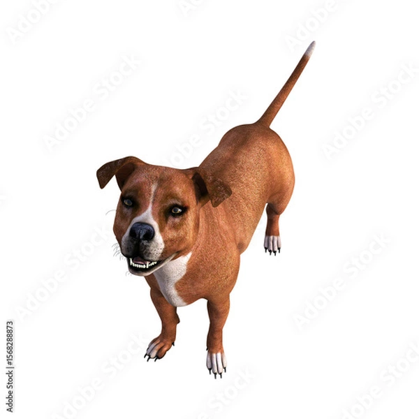 Obraz A brown American Pit Bull Terrier dog, seen from above, looking happily into the camera. 3D illustration on transparent background. 