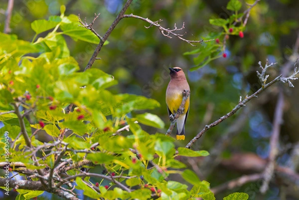 Fototapeta Cedar Waxwing (Bombycilla cedrorum) on the branch tree