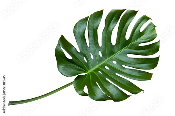 Fototapeta Tropical leaves monstera isolated on white background. Green monstera leaf. Object with clipping path