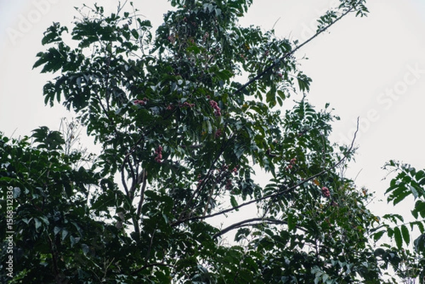 Obraz Lush Green Coffee Tree Adorned with Ripe Coffee Cherries in Nature
