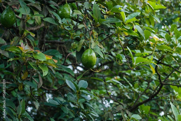 Obraz Green Avocados Hanging on a Lush Tree Branch in a Garden