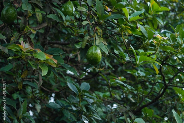 Obraz Green Avocados Hanging on a Lush Tree Branch in a Garden