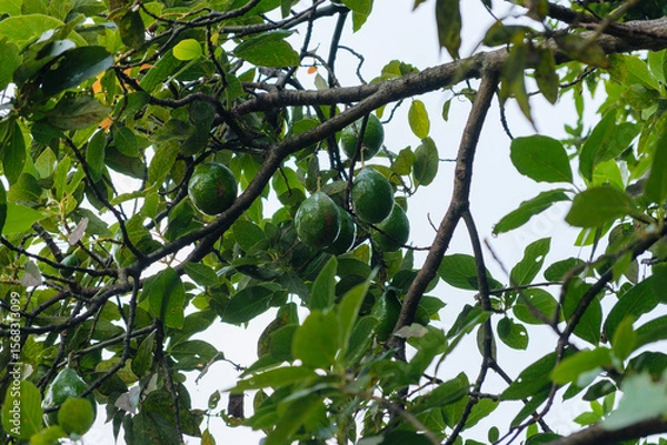 Obraz Lush Green Avocado Tree Branches With Hanging Fruits in Daylight