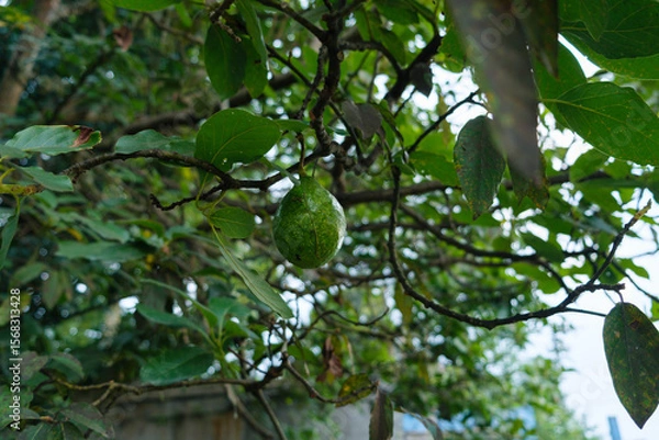 Obraz Green Avocados Hanging on a Lush Tree Branch in a Garden