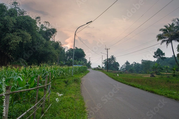 Obraz Rural Road at Dusk Surrounded by Lush Greenery and Corn Fields