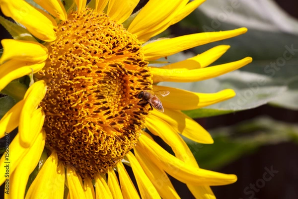 Obraz Sunflower 7 bee