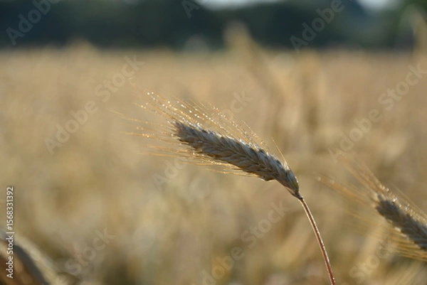 Obraz wheat field farmland on  countryside