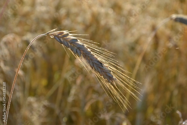 Obraz wheat field farmland on  countryside