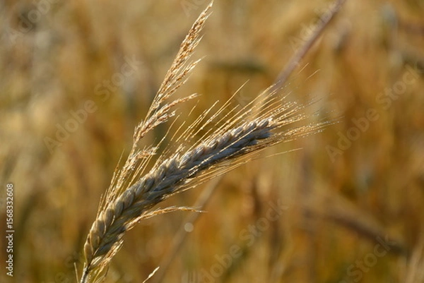 Obraz wheat field farmland on  countryside