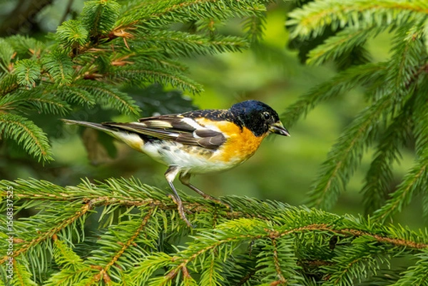 Fototapeta Closeup of a male Brambling, Fringilla montifringilla, on a spruce branch peeling a sunflower seed with a black head and beautiful orange chest feathers