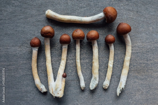 Fototapeta fresh psilocybin mushrooms on neutral background