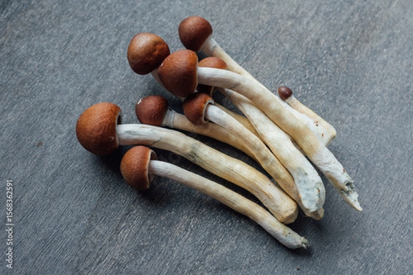 Fototapeta Psilocybin Mushrooms for Focus and Clarity