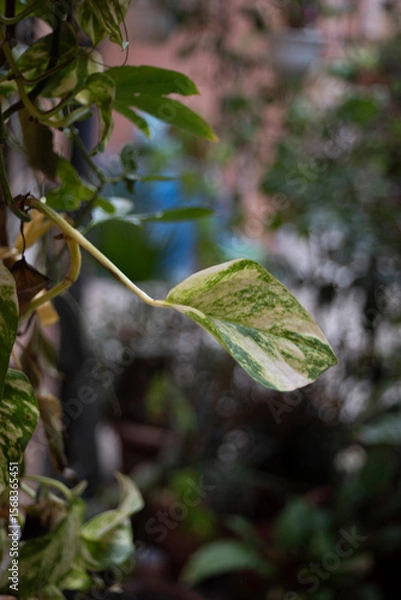 Obraz green leaves on the tree