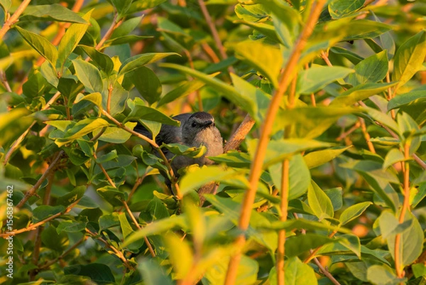 Fototapeta The gray catbird (Dumetella carolinensis) on the branch tree