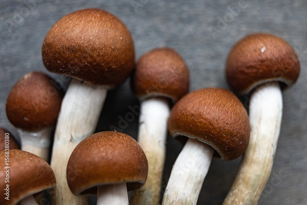 Fototapeta Close-Up of Psilocybin Mushroom Cap