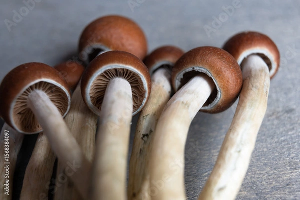 Fototapeta Magic Mushroom Gills – Psilocybin Under Cap View