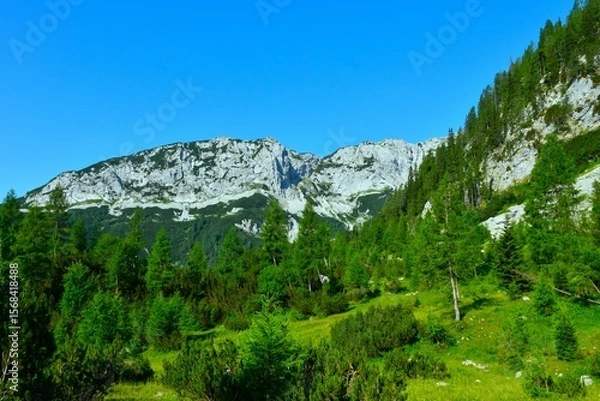 Fototapeta Alpine meadow with larch trees and mugo pine bushes and mountains in Julian alps, Gorenjska, Slovenia