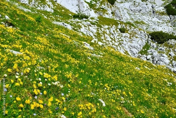 Fototapeta Alpine meadow with yellow kidneyvetch (Anthyllis vulneraria) flowers in Julian alps