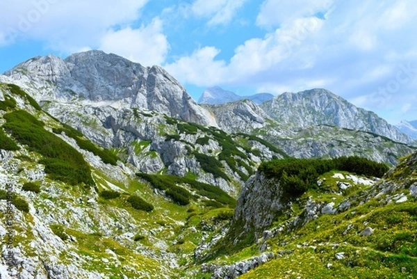 Fototapeta Alpine landscape with meadow and mugo pine at Lazovški Preval in Julian alps, Gorenjska, Slovenia