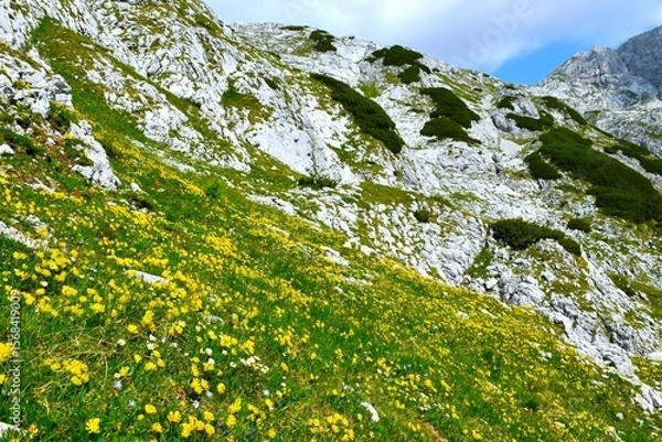 Fototapeta Mountain landscape with a meadow with yellow kidneyvetch (Anthyllis vulneraria) flowers in Julian alps, Gorenjska, Slovenia