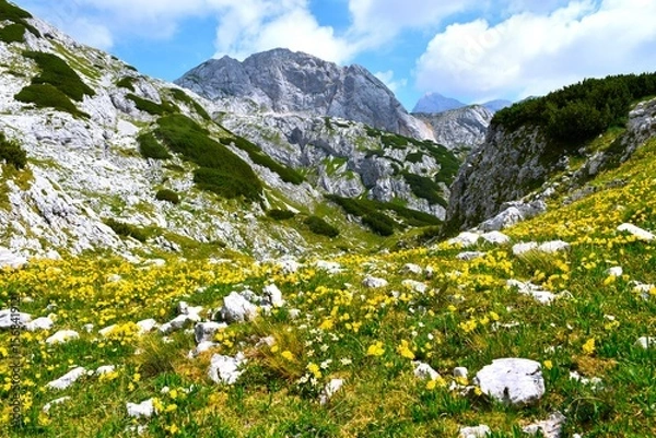 Fototapeta Mountain landscape and a meadow with yellow kidneyvetch (Anthyllis vulneraria) flowers in Julian alps, Gorenjska, Slovenia