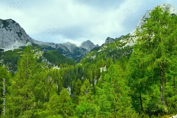 Fototapeta Mountain landscape with a larch (Larix decidua) forest and peaks behind in Julian alps, Gorenjska, Sloveniavalle
