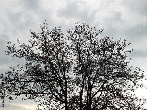 Obraz tree in the sky