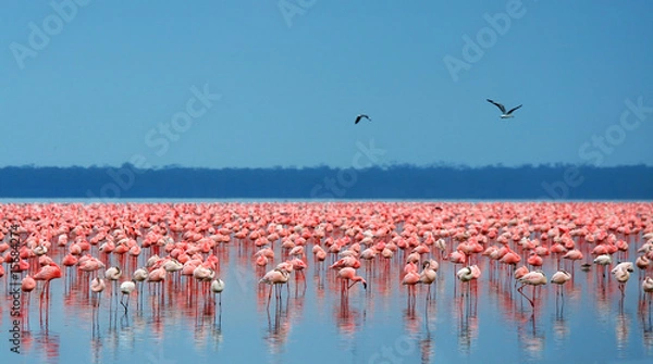 Fototapeta stada flamingów