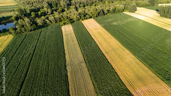 Fototapeta Aerial view of lush green fields divided by golden patches, located near a forested area and a calm river, showcasing agricultural diversity and seasonal changes.