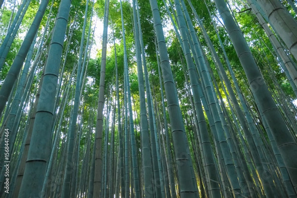 Fototapeta Bright, ethereal sunlight filters through the high canopy of a lush bamboo grove, illuminating tall, straight stalks from a low-angle perspective, creating a serene and spiritual mood in Kyoto, Japan.