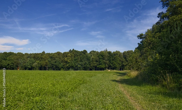 Fototapeta A vast grassy meadow on the outskirts of the city. A meadow outside the city bordered by a forest. A forest park with a meadow in the middle of the city. Nature in the city.
