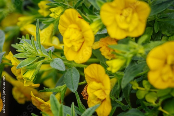 Fototapeta Bright yellow calibrachoa flowers bloom among green leaves, captured in sharp detail with a soft background blur, creating a vibrant summer garden look.