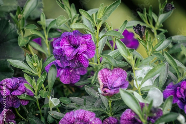 Fototapeta Bright, deep purple calibrachoa flowers bloom among the soft, silvery foliage of Dusty Miller, creating a striking contrast of color and texture in a garden planter.