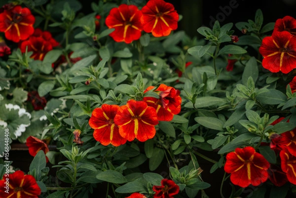 Fototapeta Rich red calibrachoa flowers with bright yellow centers bloom densely among green foliage, creating a bold and colorful garden display.