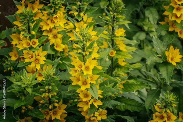 Fototapeta A close-up of bright yellow loose flowers with green foliage, densely spaced and blooming in a garden setting.