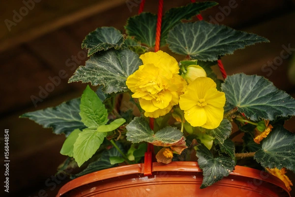Fototapeta Bright yellow begonia flowers bloom among dark green textured leaves in an orange hanging pot suspended by red ropes. A wooden structure is visible in the background.