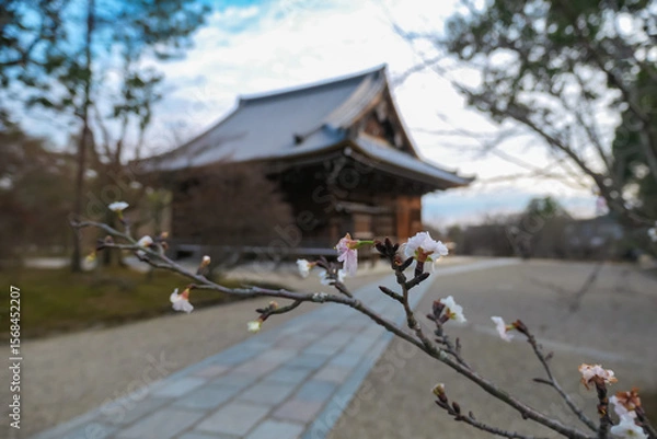Fototapeta A delicate cherry blossom branch, heralding the arrival of spring, blooms in sharp focus against the soft, blurred background of a traditional temple hall on a tranquil day in a Kyoto garden, Japan.