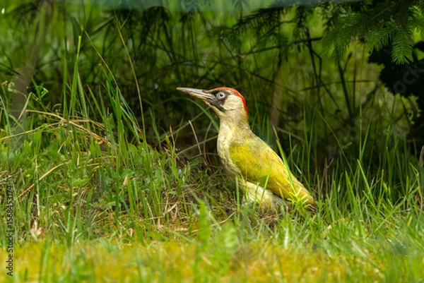Fototapeta Closeup of foraging European Green Woodpecker, Picus viridis, with head raised and neck extended and conspicuously large eye standing in grass near invisible ground ant nest