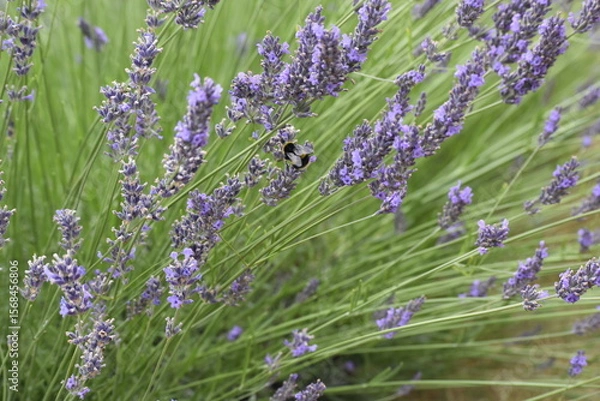 Obraz Lavender & Bees