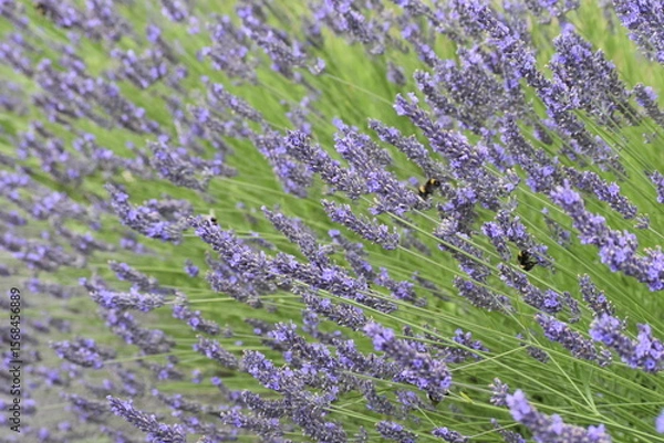 Obraz Lavender & Bees