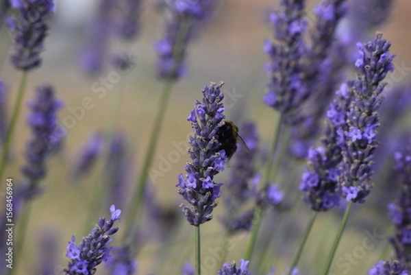 Obraz Lavender & Bees