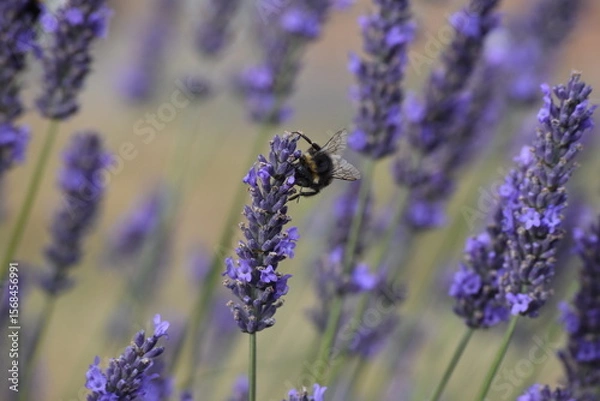 Obraz Lavender & Bees