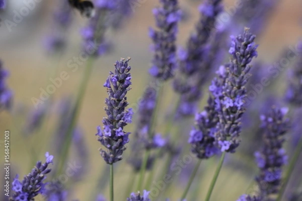 Obraz Lavender & Bees