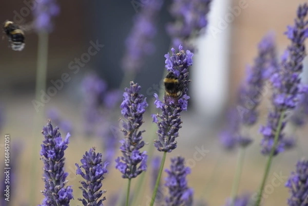 Obraz Lavender & Bees